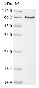 Greater than 85% as determined by SDS-PAGE.