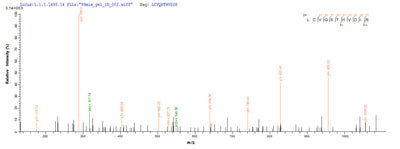 Based on the SEQUEST from database of E.coli host and target protein, the LC-MS/MS Analysis result of this product could indicate that this peptide derived from E.coli-expressed Homo sapiens (Human) E7.