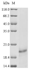 Greater than 90% as determined by SDS-PAGE.