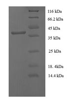 Greater than 90% as determined by SDS-PAGE.