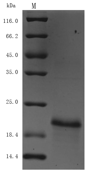 Greater than 90% as determined by SDS-PAGE.