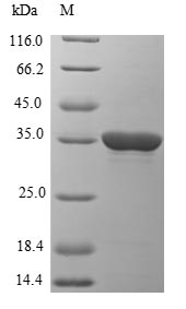 Greater than 85% as determined by SDS-PAGE.