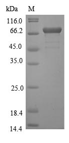 Greater than 85% as determined by SDS-PAGE.