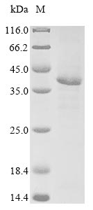 Greater than 85% as determined by SDS-PAGE.