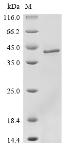 Greater than 85% as determined by SDS-PAGE.