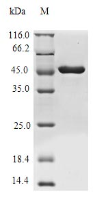 Greater than 85% as determined by SDS-PAGE.