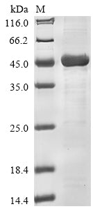 Greater than 85% as determined by SDS-PAGE.