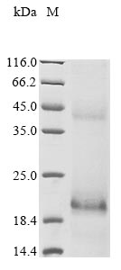 Greater than 90% as determined by SDS-PAGE.