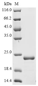 Greater than 90% as determined by SDS-PAGE.