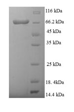 Greater than 90% as determined by SDS-PAGE.