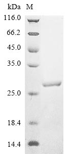 Greater than 90% as determined by SDS-PAGE.