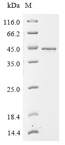 Greater than 90% as determined by SDS-PAGE.