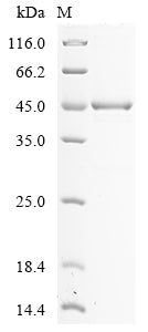 Greater than 85% as determined by SDS-PAGE.