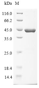 Greater than 85% as determined by SDS-PAGE.