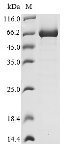 Greater than 85% as determined by SDS-PAGE.