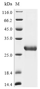 Greater than 90% as determined by SDS-PAGE.