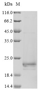 Greater than 85% as determined by SDS-PAGE.