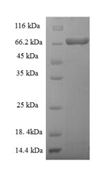 Greater than 90% as determined by SDS-PAGE.