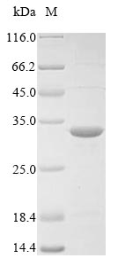 Greater than 85% as determined by SDS-PAGE.