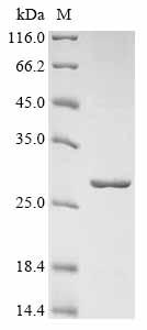 Greater than 85% as determined by SDS-PAGE.