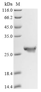 Greater than 90% as determined by SDS-PAGE.