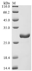 Greater than 90% as determined by SDS-PAGE.