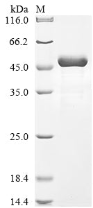 Greater than 85% as determined by SDS-PAGE.