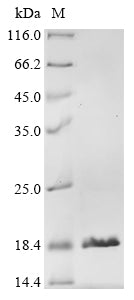 Greater than 90% as determined by SDS-PAGE.