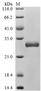 Greater than 90% as determined by SDS-PAGE.