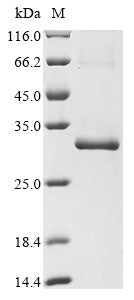 Greater than 90% as determined by SDS-PAGE.