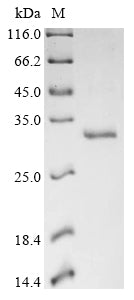 Greater than 90% as determined by SDS-PAGE.