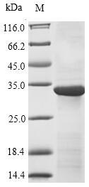 Greater than 85% as determined by SDS-PAGE.