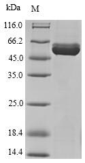 Greater than 85% as determined by SDS-PAGE.