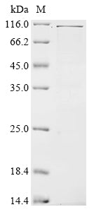 Greater than 85% as determined by SDS-PAGE.