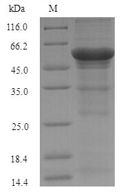 Greater than 90% as determined by SDS-PAGE.