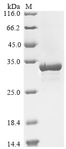 Greater than 85% as determined by SDS-PAGE.