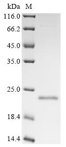 Greater than 85% as determined by SDS-PAGE.