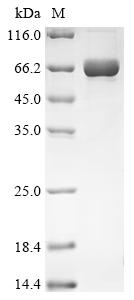 Greater than 90% as determined by SDS-PAGE.