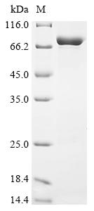 Greater than 90% as determined by SDS-PAGE.