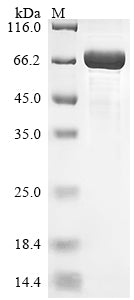 Greater than 85% as determined by SDS-PAGE.