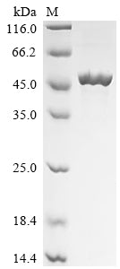 Greater than 85% as determined by SDS-PAGE.