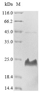 Greater than 85% as determined by SDS-PAGE.