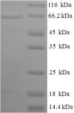 Greater than 90% as determined by SDS-PAGE.