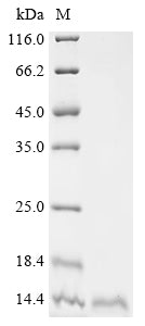 Greater than 90% as determined by SDS-PAGE.