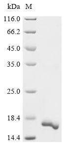 Greater than 90% as determined by SDS-PAGE.