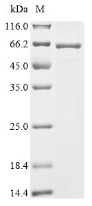 Greater than 85% as determined by SDS-PAGE.