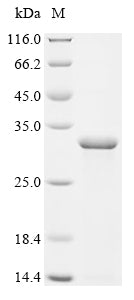 Greater than 90% as determined by SDS-PAGE.