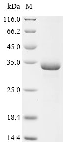 Greater than 90% as determined by SDS-PAGE.