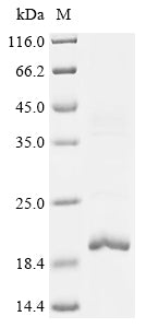 Greater than 85% as determined by SDS-PAGE.