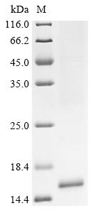 Greater than 85% as determined by SDS-PAGE.